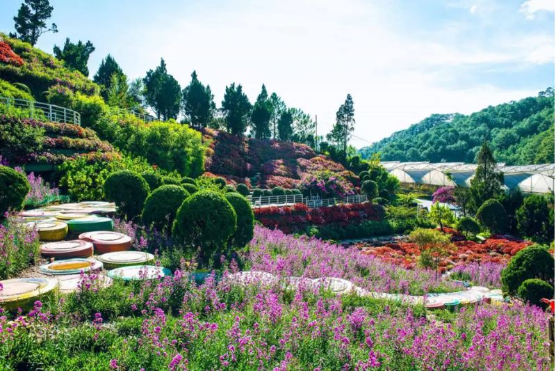Immerse yourself in the colorful flower forest at QUE Garden Dalat