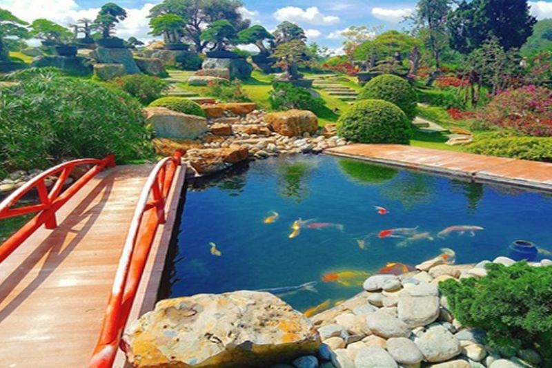 Come to QUE Garden Dalat, don't forget to visit the beautiful Koi fish