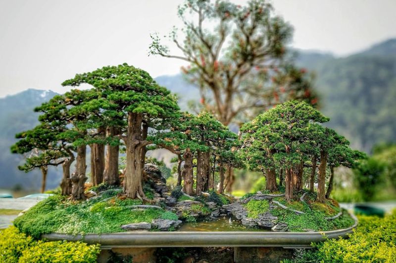 Admire the bonsai trees of all shapes at QUE Garden Dalat