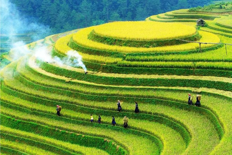 Immerse yourself in the poetic space of ripe rice season in Mu Cang Chai, Yen Bai