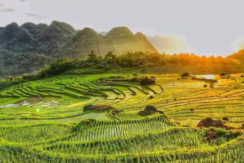 Immerse yourself in the golden color of ripe rice season in Pu Luong, Thanh Hoa