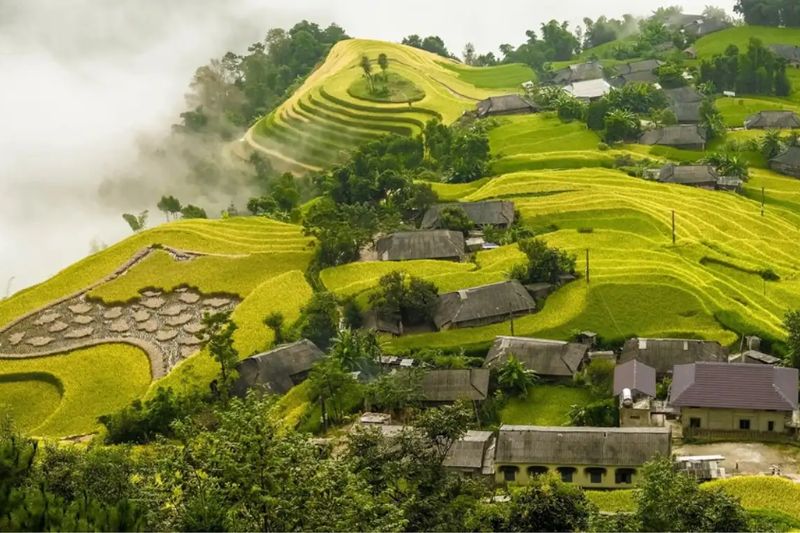 Admire the beauty of the ripe rice season in Hoang Su Phi, Ha Giang picturesque