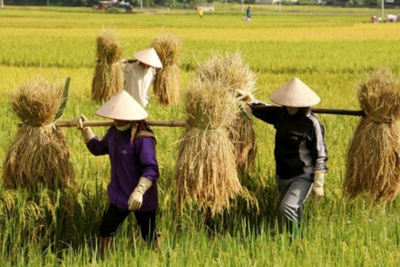 The scene of farmers harvesting rice in the ripe rice season in Muong Thanh, Son La brings indescribable peace