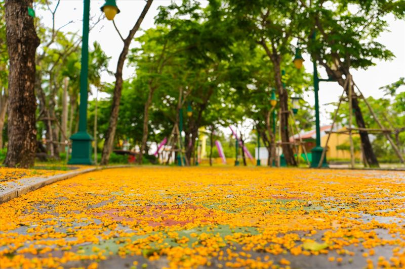Traveling to Da Nang in the fall, visitors can admire the beautiful image of bright yellow milk flowers falling