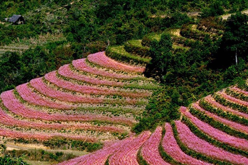 Coming to Ha Giang, visitors should not miss the check-in experience at the sparkling tam giac mach flower garden