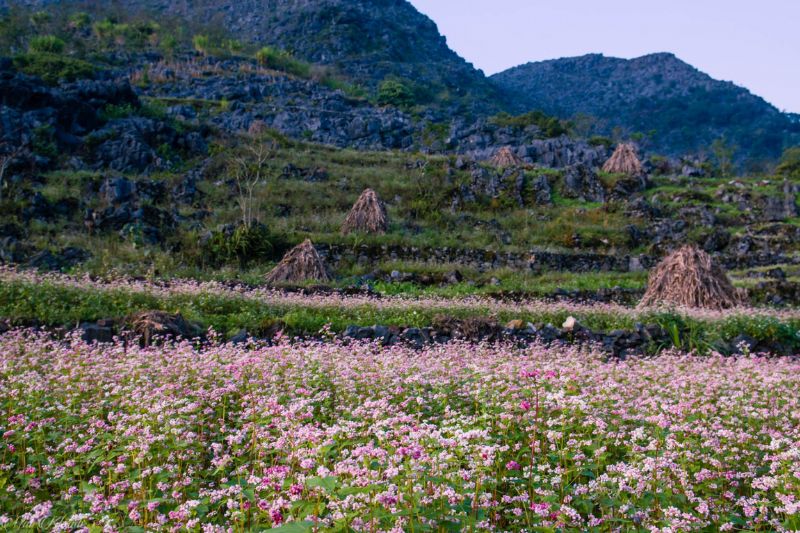 Seeing tam giac mach flowers from the Dong Van stone plateau is one of the experiences tourists cannot miss