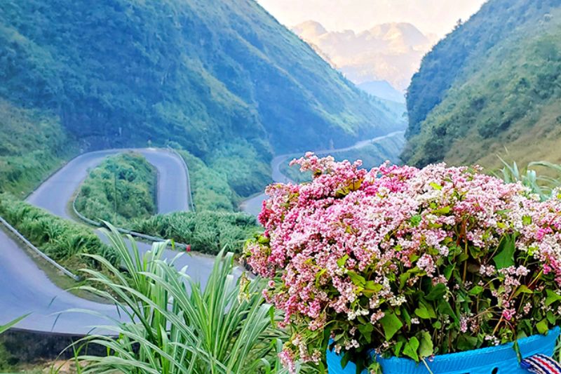 Admire the pink ribbon of tam giac mach flowers on both sides of Ma Pi Leng pass