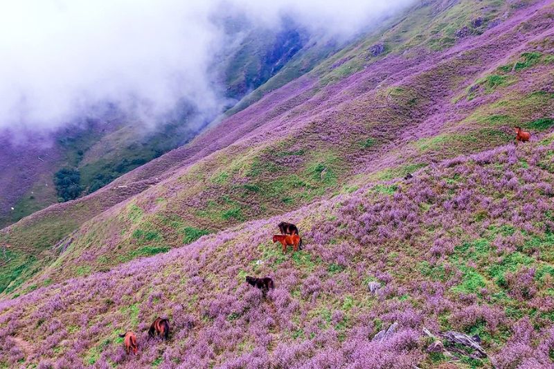 Conquer the peak of Ta Chi Nhu mountain and feel the romance and poetry in purple flower season