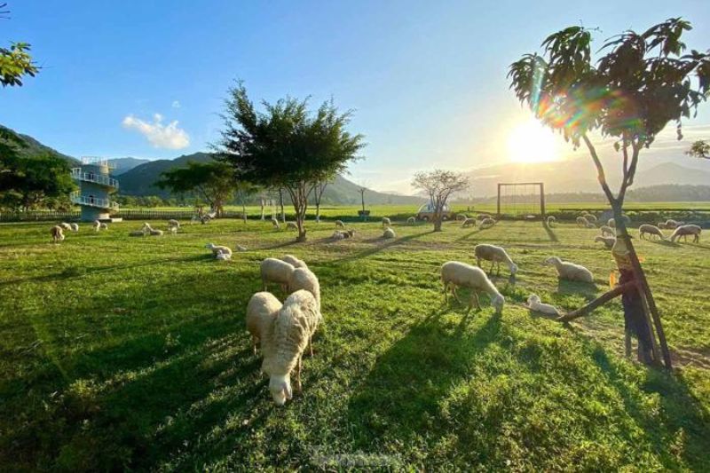 Gia-Hung-Sheep-Field