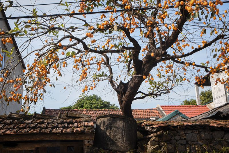 Persimmon-tree-in-Khe-Ha-village