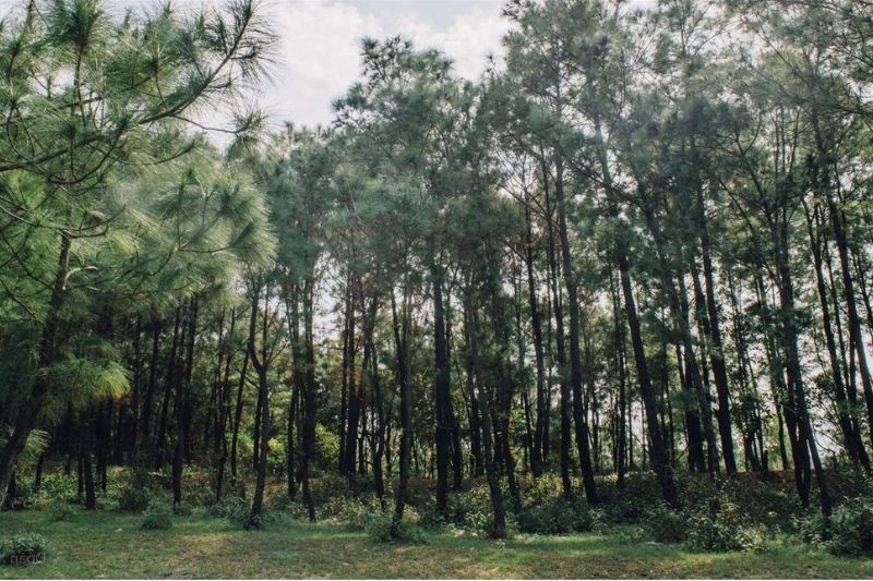 bo-bo-pine-forest